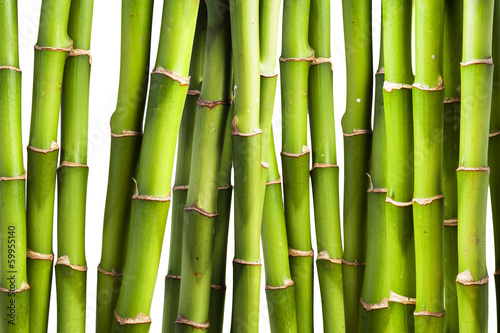 Fototapeta Fresh Bamboo