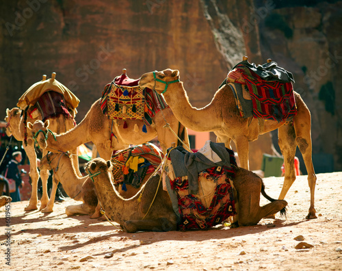 Camels caravan in the desert