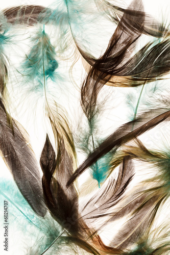  Color feathers
