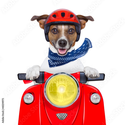 Fototapeta motorcycle dog