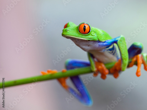 Fototapeta Red eye frog