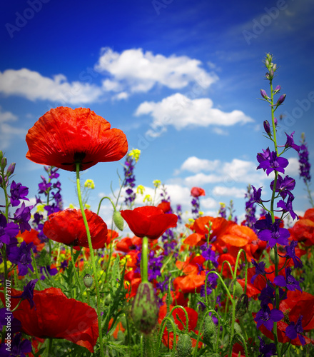 Summer wildflowers and clouds