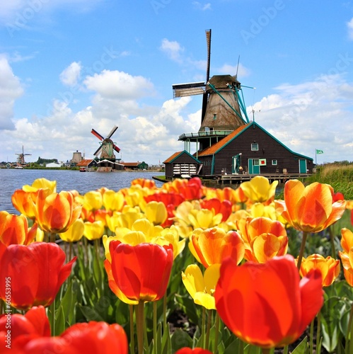 Fototapeta Dutch windmills with tulips at Zaanse Schans, Netherlands