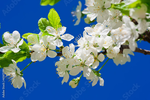 Apple flowers