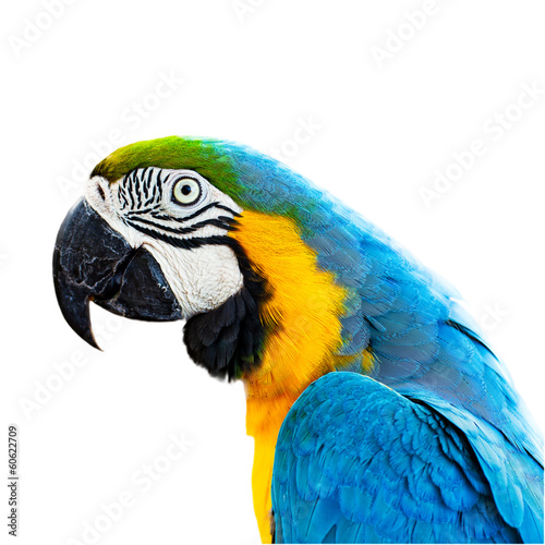Lacobel ara macaw parrot