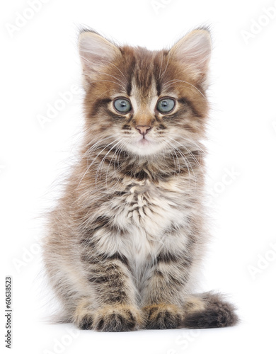 Kitten on a white background