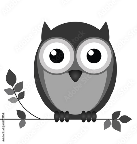  Wise owl on branch isolated on white background