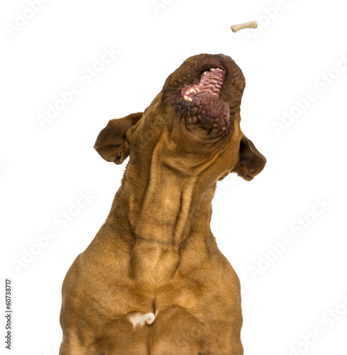 Fototapeta Close-up of a Dogue de Bordeaux catching food, mouth opened