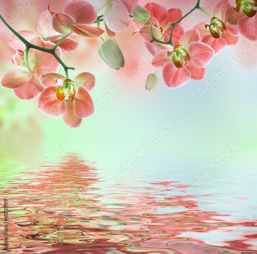  Floral background of tropical orchids