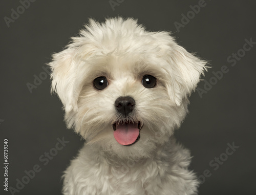  Close-up of a Maltese puppy panting, looking at the camera