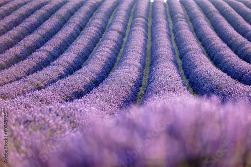 Lavender field during sunrise
