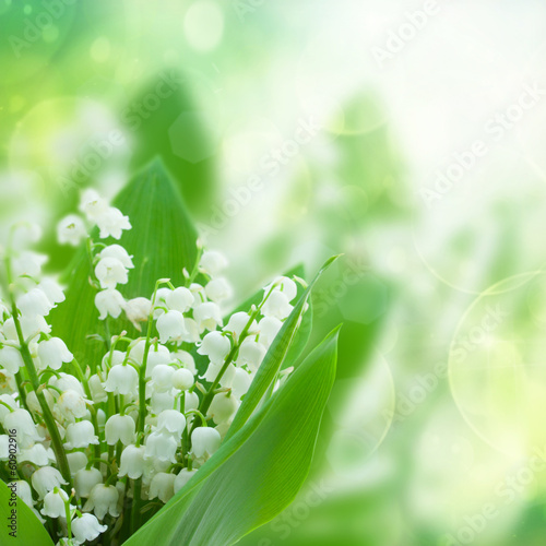 Fototapeta lilly of the valley flowers close up