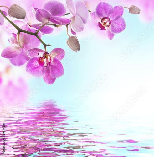 Floral background of tropical orchids
