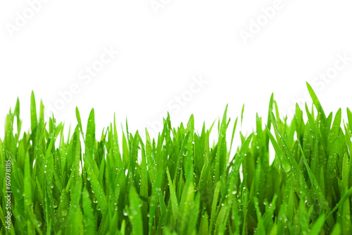 Fresh Green Grass with Drops Dew / isolated on white