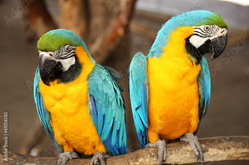 Fototapeta Macaws
