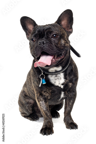 French Bulldog dog on white background