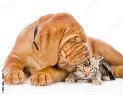  Bordeaux puppy dog kisses bengal kitten. isolated on white 