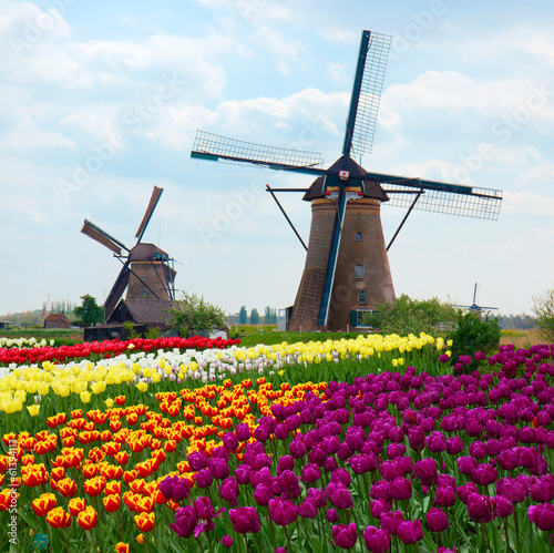 Lacobel two dutch windmills over tulips field