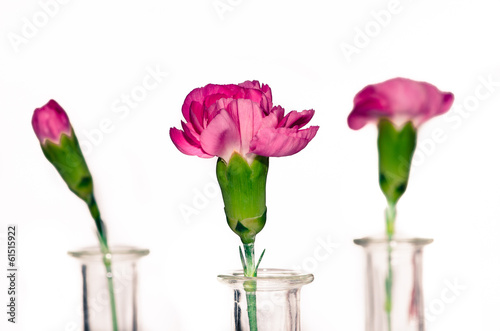 Fototapeta pink flower