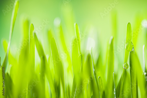 Detail of grass