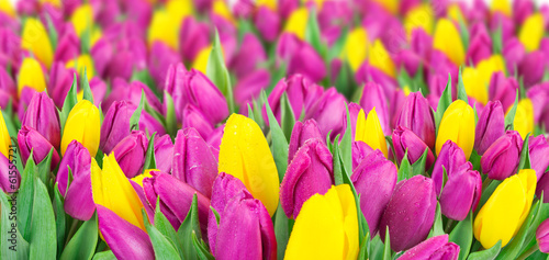 Beautiful bouquet of tulips.