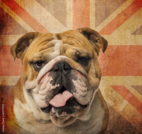  Close-up of an English Bulldog panting on a vintage UK flag back