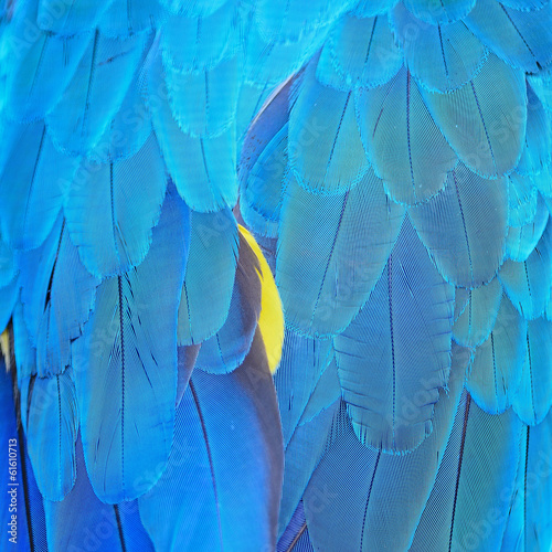 Fototapeta Blue and Gold Macaw feathers