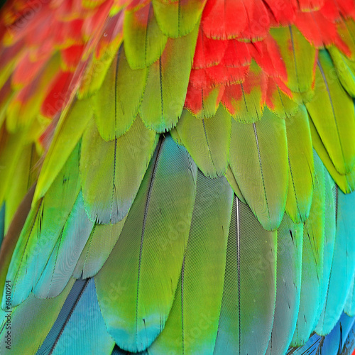 Fototapeta Greenwinged Macaw feathers