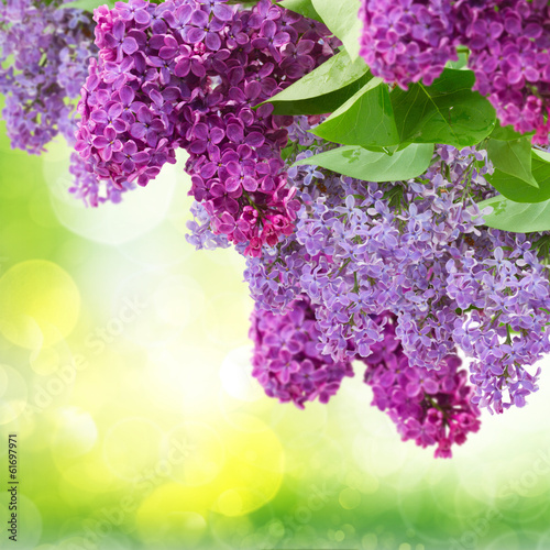 Fototapeta Lilac flowers tree