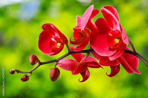 Fototapeta red orchid flower on blur background