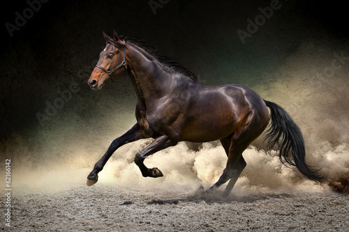 Obraz na płótnie Black horse run gallop in dust desert