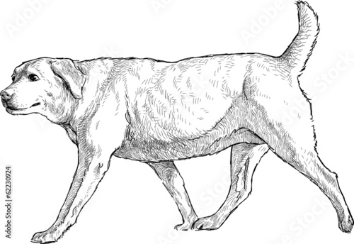 Lacobel old dog