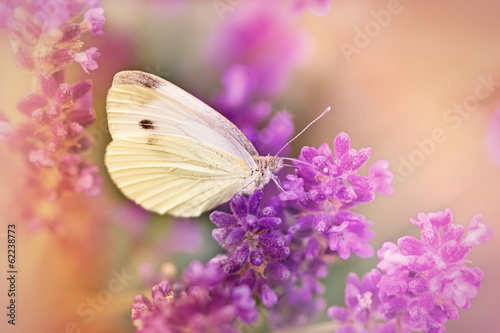 Lacobel White butterfly on lavender