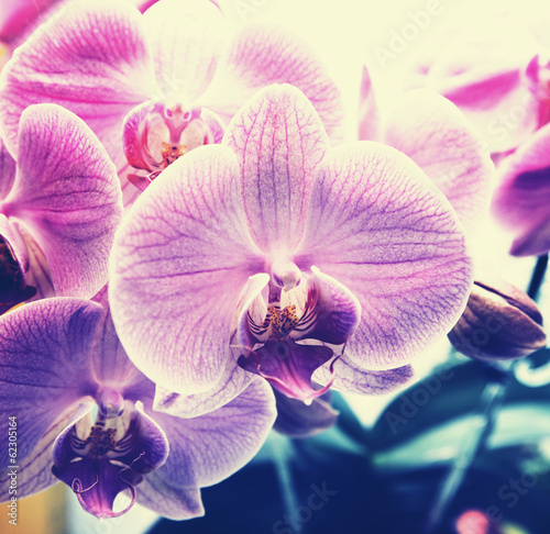Fototapeta Orchid