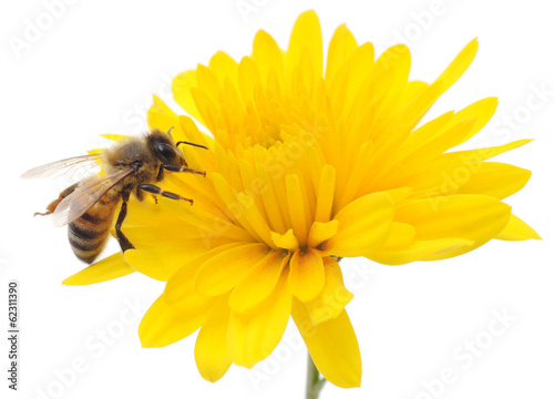 Fototapeta Honeybee and yellow flower