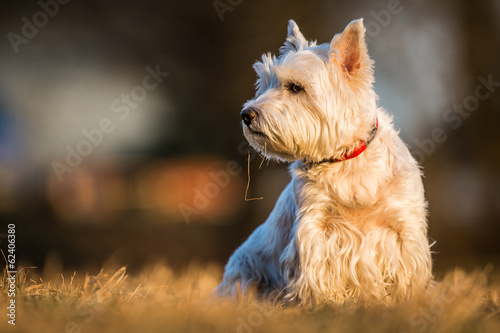 westie dog