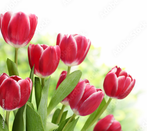 Fototapeta Bouquet of tulips