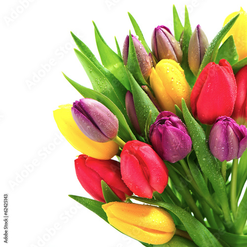 fresh spring tulip flowers with water drops