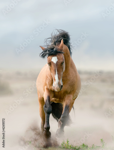 Fototapeta bay stallion in dust