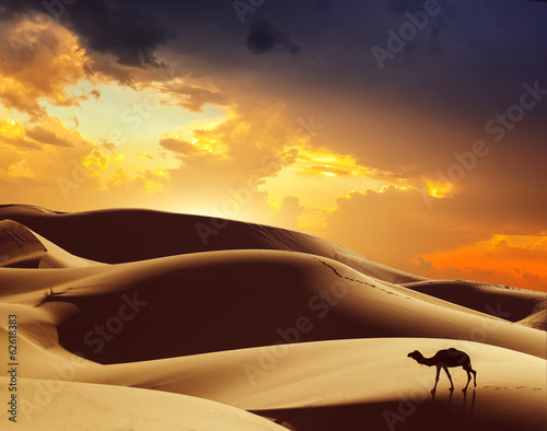 Lacobel Camel in the Sahara desert, Morocco