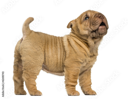 vue-laterale-d-39-un-chiot-shar-pei-debout-aboyant