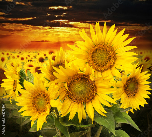 Fototapeta sunflowers on a field and sunset