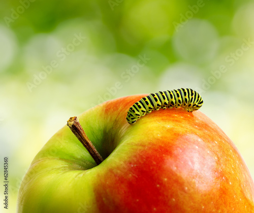  Green caterpillar on red apple