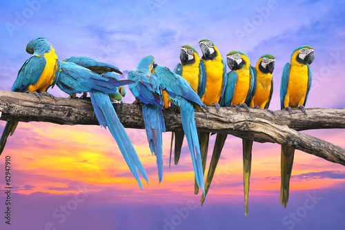 Fototapeta Blue and Yellow Macaw with beautiful sky at sunset