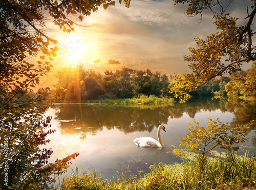 Fototapeta Swan on the pond