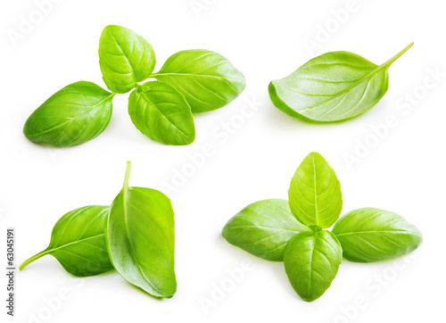 Basil leaves spice closeup isolated on white background.