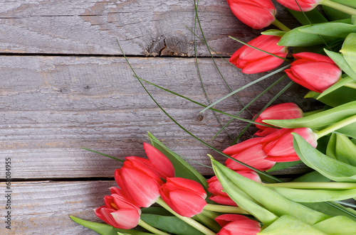 Spring Tulips