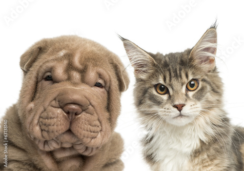  Close-up of a Maine coon kitten and Shar Pei puppy