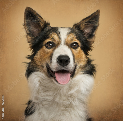  Close-up of a Border Collie in front of a vintage background