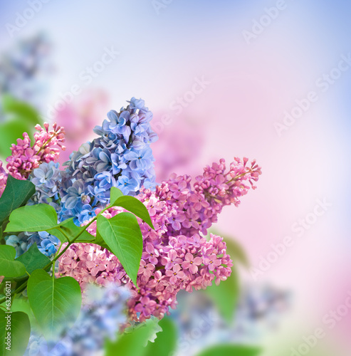 Fototapeta The branch of blue and pink lilac floral background.